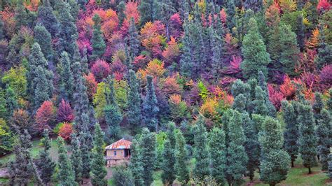  Vegetation of Iran: A Symphony of Flora and History