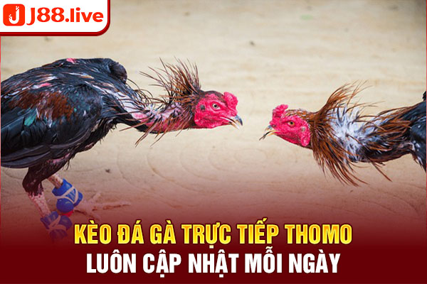Kèo đá gà trực tiếp thomo luôn cập nhật mỗi ngày Kèo đá gà trực tiếp thomo luôn cập nhật mỗi ngày